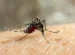 apakah nyamuk bisa menularkan hiv
