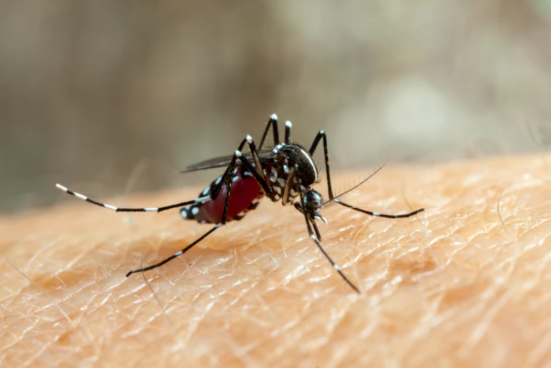 apakah nyamuk bisa menularkan hiv