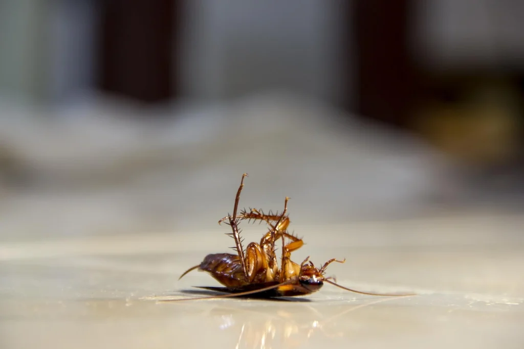 bau yang tidak disukai kecoa