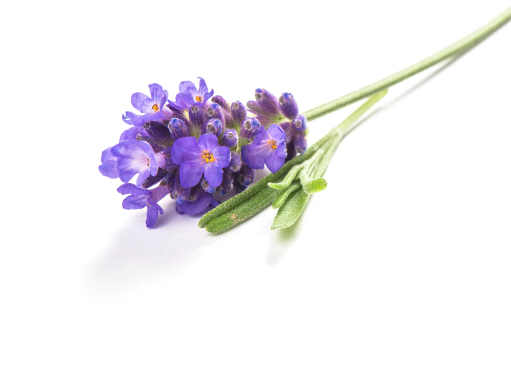 bunga lavender pengusir nyamuk