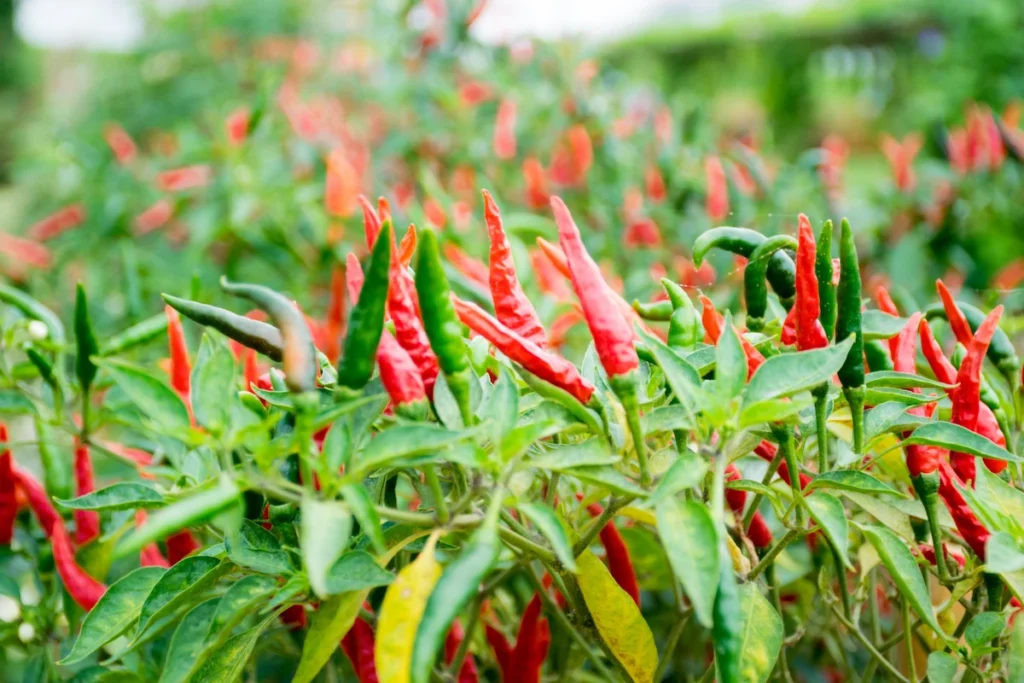 cara menanam cabe dari biji