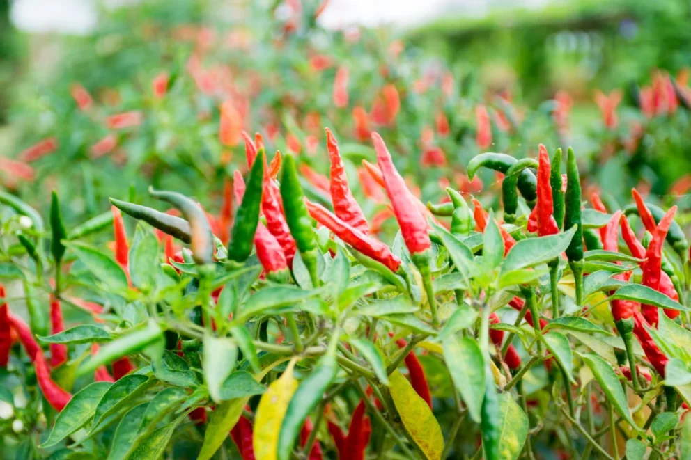 cara menanam cabe dari biji