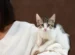 cara menghilangkan bulu kucing di baju
