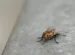cara menghilangkan lalat