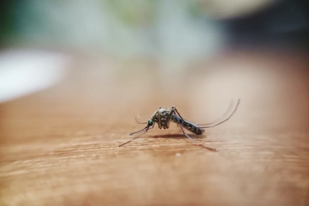 cara menghilangkan nyamuk di kamar