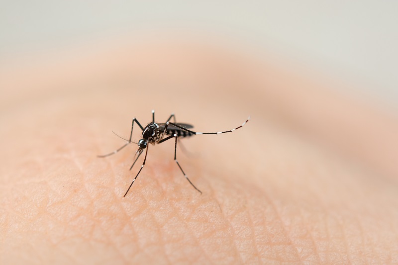 cara nyamuk menggigit manusia