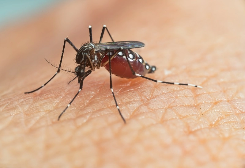 kenapa nyamuk menghisap darah