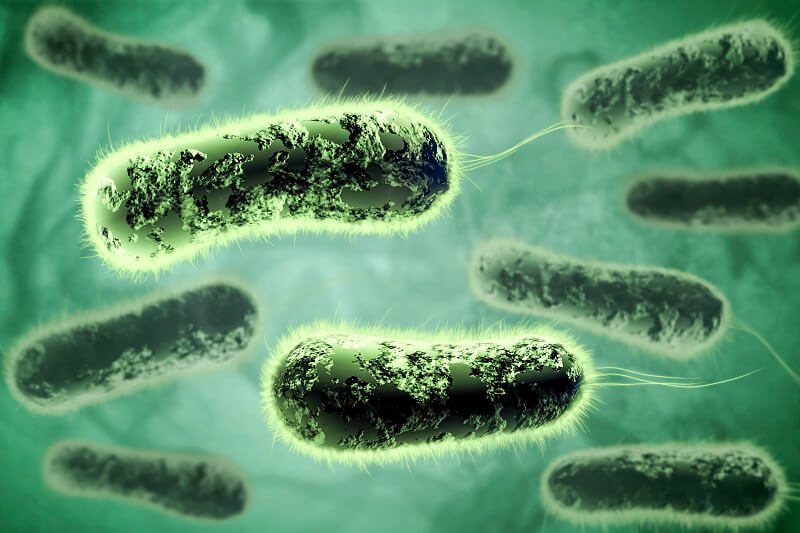 manfaat bakteri e coli
