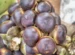 manfaat buah lontar