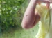 nyamuk kebun
