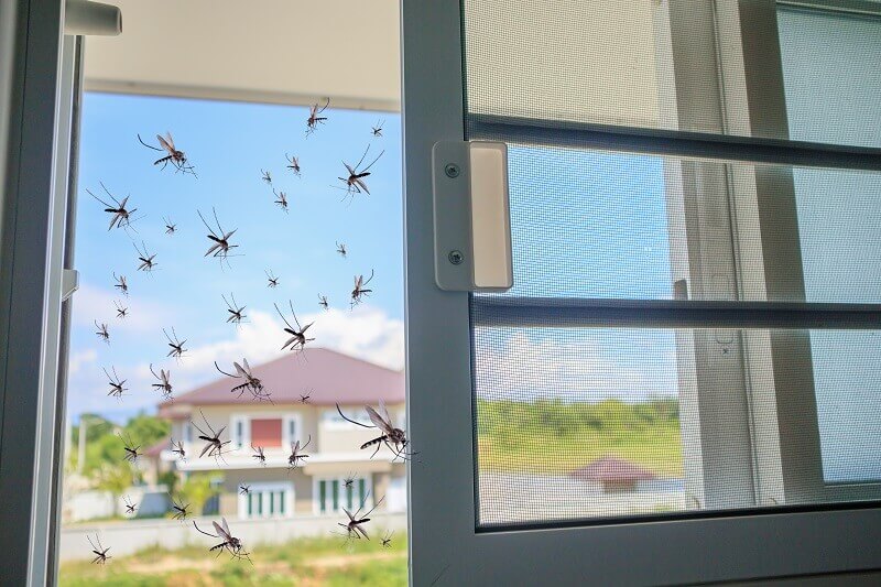 penyebab banyak nyamuk di kamar
